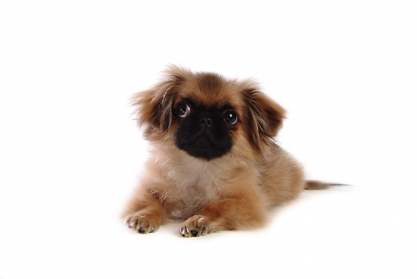 포토 JPG 스튜디오촬영 동물 척추동물 한마리 육지동물 반려견 포유류 사람없음 반려동물 개 강아지 페키니즈 반려 국내포토 1 실내 파일형식