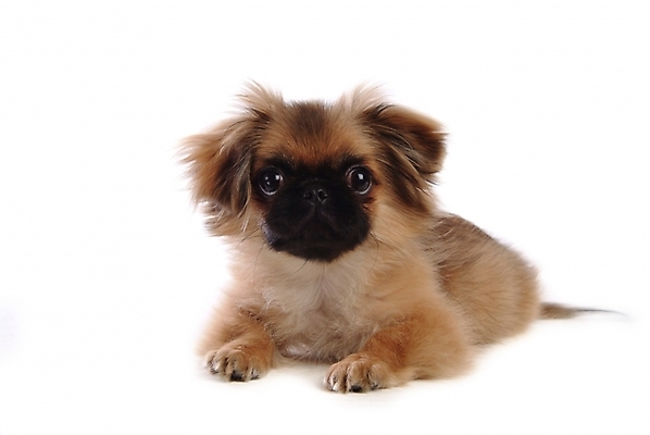 포토 JPG 스튜디오촬영 동물 척추동물 한마리 육지동물 반려견 포유류 사람없음 반려동물 개 강아지 페키니즈 반려 국내포토 1 실내 파일형식