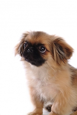 포토 JPG 스튜디오촬영 동물 척추동물 한마리 육지동물 반려견 포유류 사람없음 반려동물 개 강아지 페키니즈 반려 국내포토 1 실내 파일형식