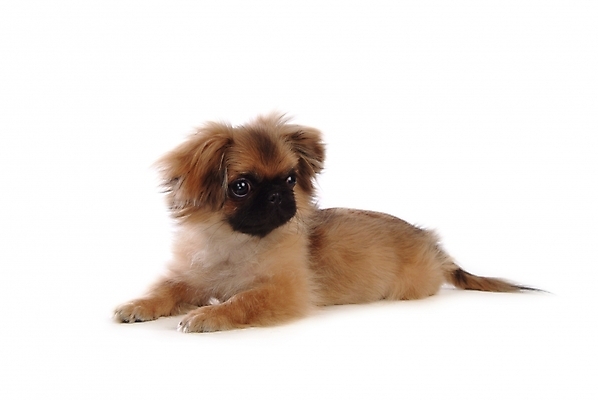 포토 JPG 스튜디오촬영 동물 척추동물 한마리 육지동물 반려견 포유류 사람없음 반려동물 개 강아지 페키니즈 반려 국내포토 1 실내 파일형식