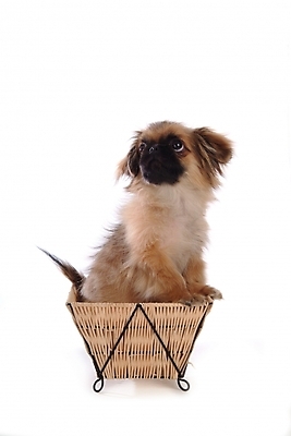 포토 JPG 스튜디오촬영 동물 척추동물 한마리 육지동물 반려견 포유류 사람없음 반려동물 바구니 개 강아지 페키니즈 반려 국내포토 1 실내 파일형식