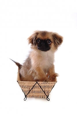 포토 JPG 스튜디오촬영 동물 척추동물 한마리 육지동물 반려견 포유류 사람없음 반려동물 바구니 개 강아지 페키니즈 반려 국내포토 1 실내 파일형식