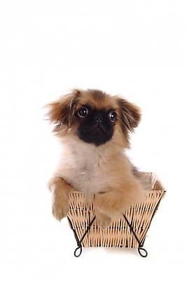 포토 JPG 스튜디오촬영 동물 척추동물 한마리 육지동물 반려견 포유류 사람없음 반려동물 바구니 개 강아지 페키니즈 반려 국내포토 1 실내 파일형식