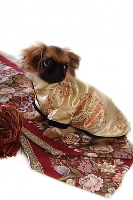 포토 JPG 스튜디오촬영 동물 척추동물 한마리 육지동물 반려견 포유류 사람없음 반려동물 카펫 개 강아지 페키니즈 애견용품 강아지옷 반려 국내포토 반려용품 1 실내 오브젝트 파일형식