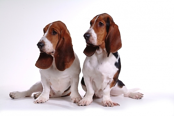 포토 JPG 스튜디오촬영 동물 척추동물 육지동물 반려견 두마리 포유류 사람없음 반려동물 개 강아지 사냥개 하운드 바셋하운드 반려 국내포토 2 실내 파일형식