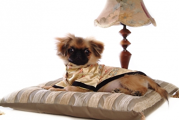 포토 JPG 스튜디오촬영 동물 척추동물 한마리 육지동물 반려견 쿠션 포유류 조명 방석 사람없음 반려동물 스탠드 개 강아지 페키니즈 애견용품 강아지옷 반려 국내포토 반려용품 1 실내 오브젝트 파일형식