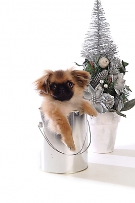 포토 JPG 스튜디오촬영 동물 척추동물 한마리 육지동물 화분 반려견 크리스마스 포유류 사람없음 장식 반려동물 크리스마스트리 캔 개 강아지 페키니즈 페인트통 반려 국내포토 1 기념일 실내 통 페인트 파일형식