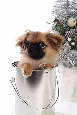 포토 JPG 스튜디오촬영 동물 척추동물 한마리 육지동물 화분 반려견 크리스마스 포유류 사람없음 장식 반려동물 크리스마스트리 캔 개 강아지 페키니즈 페인트통 반려 국내포토 1 기념일 실내 통 페인트 파일형식