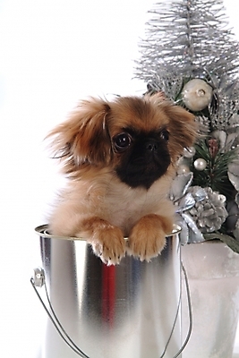 포토 JPG 스튜디오촬영 동물 척추동물 한마리 육지동물 화분 반려견 크리스마스 포유류 사람없음 장식 반려동물 크리스마스트리 캔 개 강아지 페키니즈 페인트통 반려 국내포토 1 기념일 실내 통 페인트 파일형식