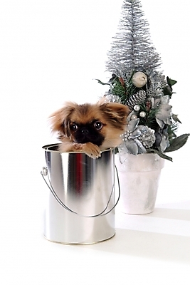 포토 JPG 스튜디오촬영 동물 척추동물 한마리 육지동물 화분 반려견 크리스마스 포유류 사람없음 장식 반려동물 크리스마스트리 캔 개 강아지 페키니즈 페인트통 반려 국내포토 1 기념일 실내 통 페인트 파일형식