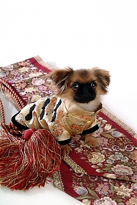 포토 JPG 스튜디오촬영 동물 척추동물 한마리 육지동물 반려견 포유류 사람없음 반려동물 카펫 개 강아지 페키니즈 반려 국내포토 1 실내 파일형식