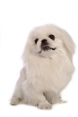 포토 JPG 스튜디오촬영 동물 척추동물 한마리 육지동물 반려견 포유류 사람없음 반려동물 개 강아지 페키니즈 반려 국내포토 1 실내 파일형식