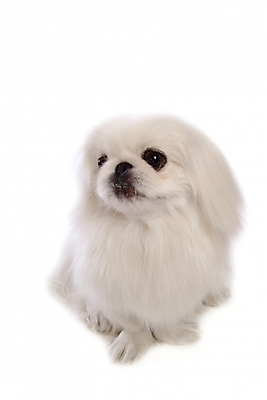 포토 JPG 스튜디오촬영 동물 척추동물 한마리 육지동물 반려견 포유류 사람없음 반려동물 개 강아지 페키니즈 반려 국내포토 1 실내 파일형식