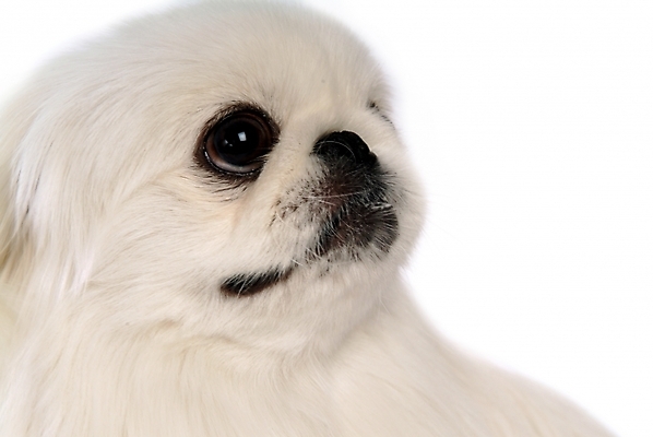 포토 JPG 스튜디오촬영 동물 척추동물 한마리 육지동물 반려견 포유류 사람없음 반려동물 개 강아지 페키니즈 반려 국내포토 1 실내 파일형식