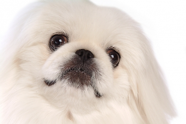 포토 JPG 스튜디오촬영 동물 척추동물 한마리 육지동물 반려견 포유류 사람없음 반려동물 개 강아지 페키니즈 반려 국내포토 1 실내 파일형식