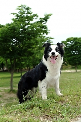 포토 JPG 주간 나무 식물 동물 척추동물 한마리 육지동물 반려견 포유류 잔디 사람없음 야외 반려동물 개 강아지 보더 보더콜리 콜리 목축견 반려 국내포토 자연요소 1 파일형식