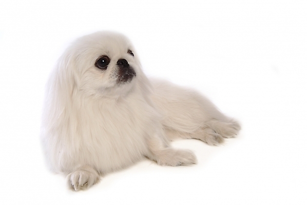 포토 JPG 스튜디오촬영 동물 척추동물 한마리 육지동물 반려견 포유류 사람없음 반려동물 개 강아지 페키니즈 반려 국내포토 1 실내 파일형식