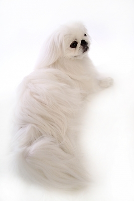 포토 JPG 스튜디오촬영 동물 척추동물 한마리 육지동물 반려견 포유류 사람없음 반려동물 개 강아지 페키니즈 반려 국내포토 1 실내 파일형식