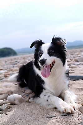 포토 JPG 주간 동물 척추동물 한마리 육지동물 반려견 포유류 사람없음 야외 반려동물 개 강아지 보더 보더콜리 콜리 목축견 반려 국내포토 자연요소 1 파일형식