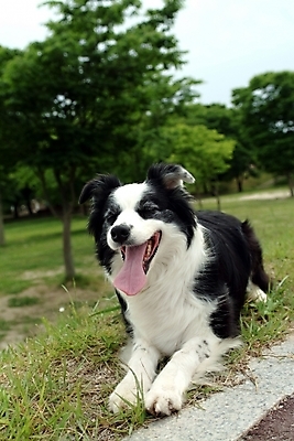 포토 JPG 주간 나무 동물 척추동물 한마리 육지동물 반려견 포유류 잔디 사람없음 야외 반려동물 개 강아지 보더 보더콜리 콜리 목축견 반려 국내포토 자연요소 식물 1 파일형식