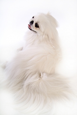 포토 JPG 스튜디오촬영 동물 척추동물 한마리 육지동물 반려견 포유류 사람없음 반려동물 개 강아지 페키니즈 반려 국내포토 1 실내 파일형식