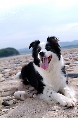 포토 JPG 주간 동물 척추동물 한마리 육지동물 반려견 모래 포유류 하늘 사람없음 야외 반려동물 돌_바위 조약돌 개 강아지 보더 보더콜리 콜리 목축견 반려 국내포토 자연요소 1 파일형식