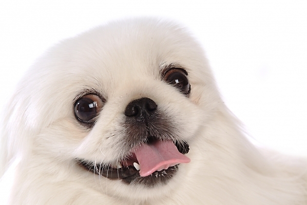 포토 JPG 스튜디오촬영 동물 척추동물 한마리 육지동물 반려견 포유류 사람없음 반려동물 개 강아지 페키니즈 반려 국내포토 1 실내 파일형식