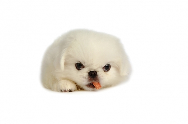 포토 JPG 스튜디오촬영 동물 척추동물 한마리 육지동물 반려견 포유류 사람없음 반려동물 개 강아지 페키니즈 반려 국내포토 1 실내 파일형식