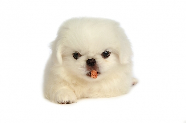 포토 JPG 스튜디오촬영 동물 척추동물 한마리 육지동물 반려견 포유류 사람없음 반려동물 개 강아지 페키니즈 반려 국내포토 1 실내 파일형식