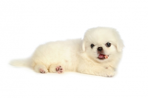 포토 JPG 스튜디오촬영 동물 척추동물 한마리 육지동물 반려견 포유류 사람없음 반려동물 개 강아지 페키니즈 반려 국내포토 1 실내 파일형식