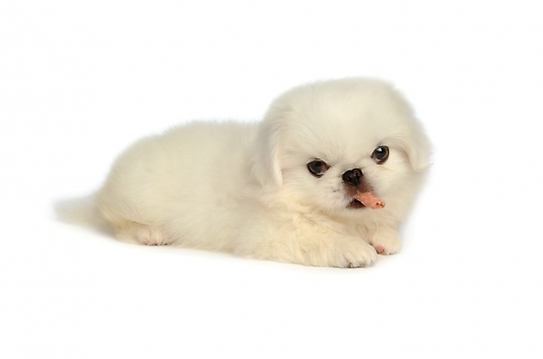 포토 JPG 스튜디오촬영 동물 척추동물 한마리 육지동물 반려견 포유류 사람없음 반려동물 개 강아지 페키니즈 반려 국내포토 1 실내 파일형식