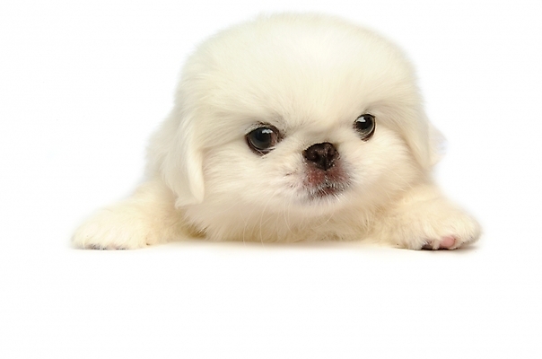 포토 JPG 스튜디오촬영 동물 척추동물 한마리 육지동물 반려견 포유류 사람없음 반려동물 개 강아지 페키니즈 반려 국내포토 1 실내 파일형식