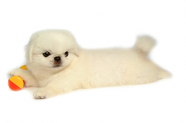 포토 JPG 스튜디오촬영 동물 척추동물 한마리 육지동물 반려견 포유류 사람없음 반려동물 장난감 놀이용품 개 강아지 페키니즈 반려 국내포토 1 실내 오브젝트 파일형식