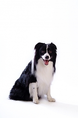 포토 JPG 스튜디오촬영 동물 척추동물 한마리 육지동물 반려견 포유류 사람없음 반려동물 개 강아지 보더 보더콜리 콜리 목축견 반려 국내포토 1 실내 파일형식