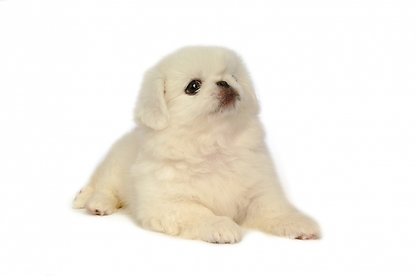 포토 JPG 스튜디오촬영 동물 척추동물 한마리 육지동물 반려견 포유류 사람없음 반려동물 개 강아지 페키니즈 반려 국내포토 1 실내 파일형식