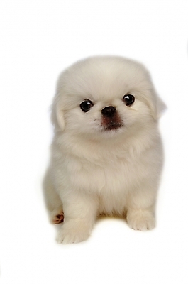 포토 JPG 스튜디오촬영 동물 척추동물 한마리 육지동물 반려견 포유류 사람없음 반려동물 개 강아지 페키니즈 반려 국내포토 1 실내 파일형식