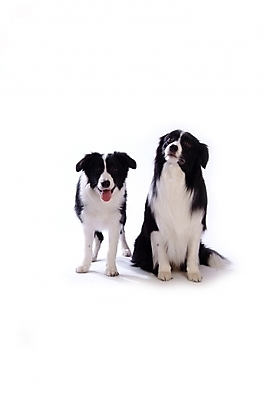 포토 JPG 스튜디오촬영 동물 척추동물 육지동물 반려견 두마리 포유류 사람없음 반려동물 개 강아지 보더 보더콜리 콜리 목축견 반려 국내포토 2 실내 파일형식