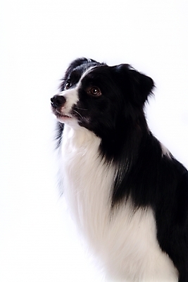 포토 JPG 스튜디오촬영 동물 척추동물 한마리 육지동물 반려견 포유류 영국 사람없음 반려동물 개 강아지 보더 보더콜리 콜리 목축견 반려 국내포토 1 유럽 실내 파일형식