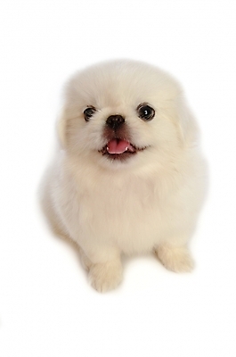 포토 JPG 스튜디오촬영 동물 척추동물 한마리 육지동물 반려견 포유류 사람없음 반려동물 개 강아지 페키니즈 반려 국내포토 1 실내 파일형식