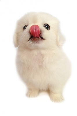 포토 JPG 스튜디오촬영 동물 척추동물 한마리 육지동물 반려견 포유류 사람없음 반려동물 개 강아지 페키니즈 반려 국내포토 1 실내 파일형식