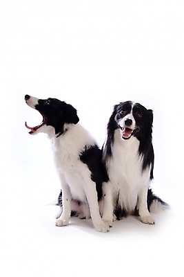 포토 JPG 스튜디오촬영 동물 척추동물 육지동물 반려견 두마리 포유류 사람없음 반려동물 개 강아지 보더 보더콜리 콜리 목축견 반려 국내포토 2 실내 파일형식