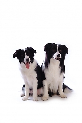 포토 JPG 스튜디오촬영 동물 척추동물 육지동물 반려견 두마리 포유류 영국 사람없음 반려동물 개 강아지 보더 보더콜리 콜리 목축견 반려 국내포토 유럽 2 실내 파일형식