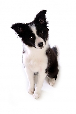 포토 JPG 스튜디오촬영 동물 척추동물 한마리 육지동물 반려견 포유류 영국 사람없음 반려동물 개 강아지 보더 보더콜리 콜리 목축견 반려 국내포토 1 유럽 실내 파일형식