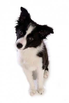 포토 JPG 스튜디오촬영 동물 척추동물 한마리 육지동물 반려견 포유류 영국 사람없음 반려동물 개 강아지 보더 보더콜리 콜리 목축견 반려 국내포토 1 유럽 실내 파일형식