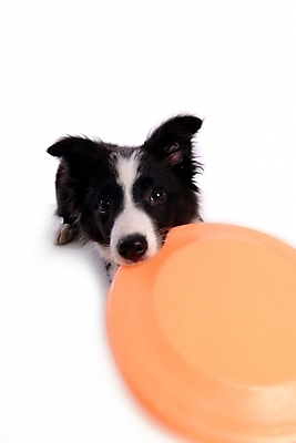 포토 JPG 스튜디오촬영 동물 척추동물 한마리 육지동물 반려견 포유류 영국 사람없음 반려동물 개 강아지 보더 보더콜리 콜리 원반 목축견 반려 국내포토 1 유럽 스포츠용품 실내 파일형식