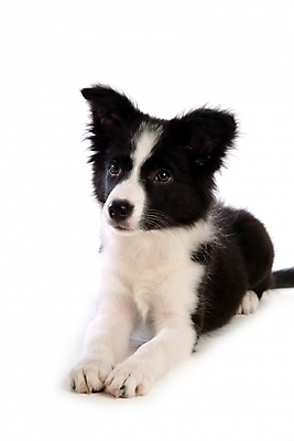 포토 JPG 스튜디오촬영 동물 척추동물 한마리 육지동물 반려견 포유류 사람없음 반려동물 개 강아지 보더 보더콜리 콜리 목축견 반려 국내포토 1 실내 파일형식