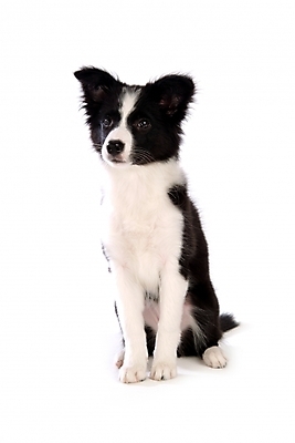 포토 JPG 스튜디오촬영 동물 척추동물 한마리 육지동물 반려견 포유류 영국 사람없음 반려동물 개 강아지 보더 보더콜리 콜리 목축견 반려 국내포토 1 유럽 실내 파일형식