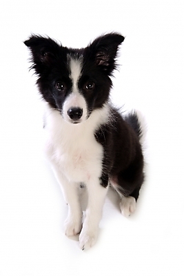 포토 JPG 스튜디오촬영 동물 척추동물 한마리 육지동물 반려견 포유류 영국 사람없음 반려동물 개 강아지 보더 보더콜리 콜리 목축견 반려 국내포토 1 유럽 실내 파일형식