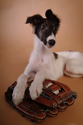 포토 JPG 스튜디오촬영 동물 척추동물 한마리 육지동물 반려견 스포츠용품 공 포유류 사람없음 반려동물 글러브 야구글러브 개 강아지 야구공 보르조이 반려 사낭개 국내포토 1 스포츠 장갑 실내 야구용품 오브젝트 파일형식