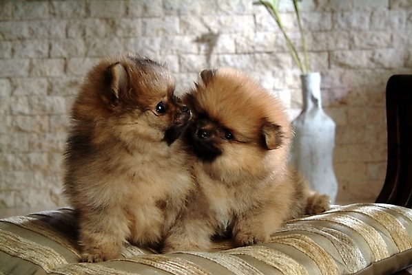 포토 JPG 식물 동물 척추동물 육지동물 반려견 두마리 포유류 실내 사람없음 반려동물 꽃병 개 강아지 반려 포메라니안 국내포토 꽃 2 내부 파일형식